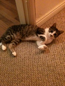 Kitty is played by an actual kitty in the Lizzie Bennet Diaries. She has her own Twitter account. 