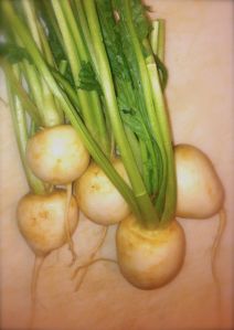 Turnips