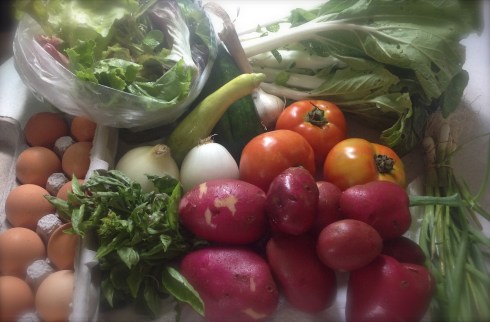 Our box came bursting with: Spring mix, Garlic, squash, tomatoes, basil, sweet onions, and red potatoes. (There were "pardon peppers" too, but I swapped those out for more potatoes. --Another great thing about our CSA is the flexibility.) 