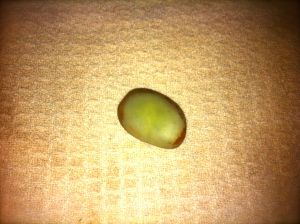 Fava bean with par boiled shell still in place.