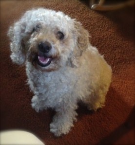 No begging at the table. There's nothing left. 