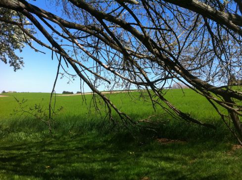 Finding some shade along my daily walk