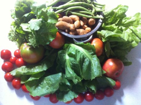 This week's CSA box from Calverts Gift included: Green beans, tomatoes, french  fingerling potatoes, sweet peppers, escarole, head lettuce, cherry tomatoes, rapini. I also picked up some purple sage from the extras box 