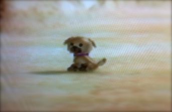 Look out little doggie.