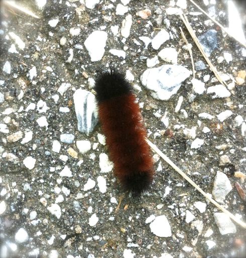 Wooly bear caterpillar 9