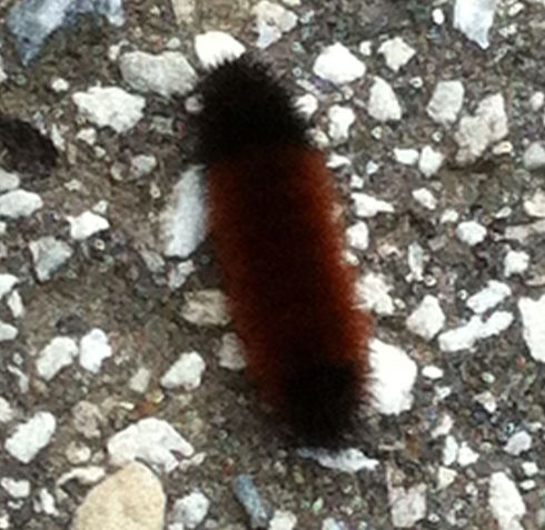 Wooly bear caterpillar 8