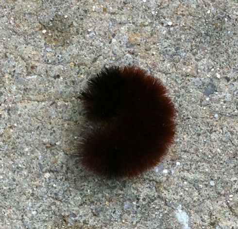 Wooly bear caterpillar 7 (This one was frightened by the dog.)