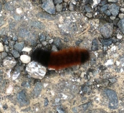 Wooly bear caterpillar 6