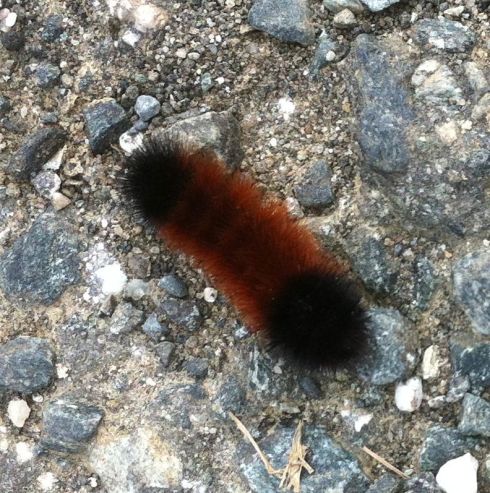 Wooly bear caterpillar 5