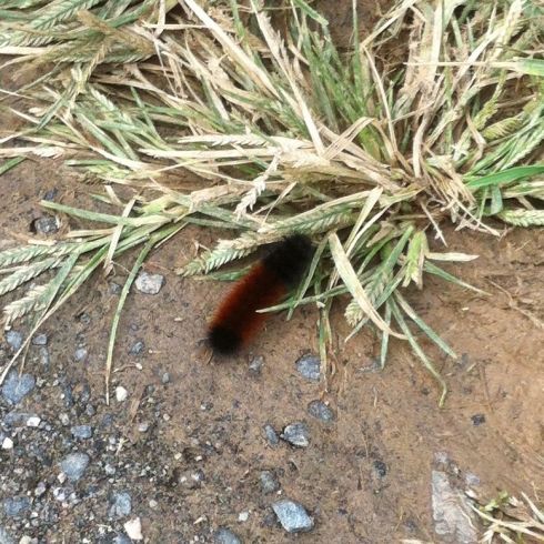 Wooly bear caterpillar 4