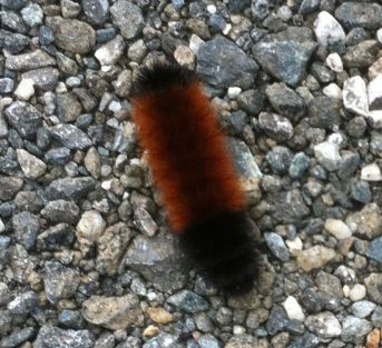 Wooly bear caterpillar 3