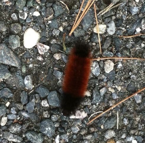 Wooly bear caterpillar 2