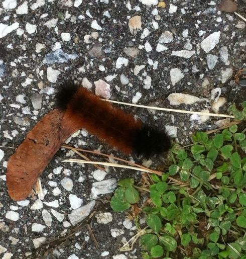 Wooly Bear Caterpillar 1 greeted me In the drive way. 