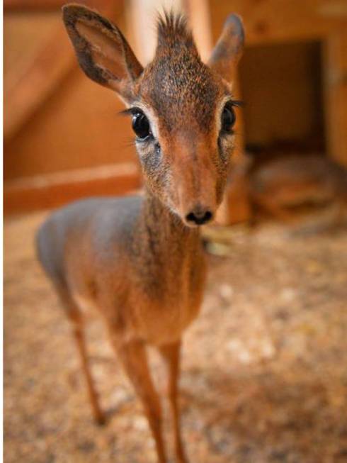Neo lives at the Chester Zoo.  [Image courtesy: The Examiner]