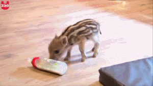 baby-boar