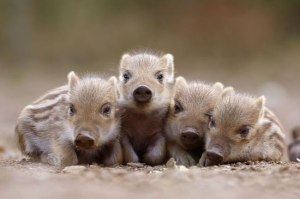 baby-boars-20