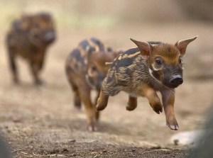Baby-Wild-Boar