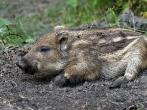 baby_boar-7742.BabyWildBoarSusscrofa