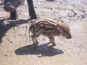 boar-baby