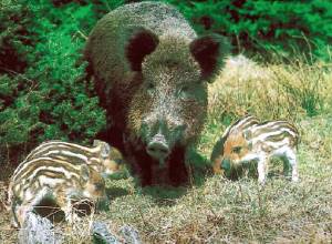 wild-boar