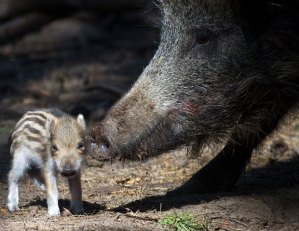 wild-boar_1859340i