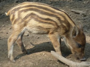 young wild boar